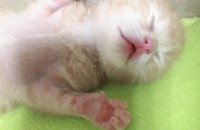 코숏 3개월 남아 분양합니다(서울 반포)