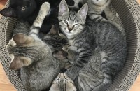 가정출산 코숏 6남매 분양합니다