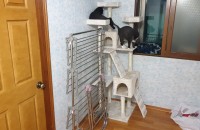 코숏 2마리 분양 보냅니다