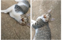 4~5개월 정도 된 아기냥이 분양합니다