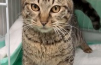 예쁘고 귀여운 개냥이 입양 보냅니다:)