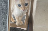 4살 된 렉돌 여아 분양합니다