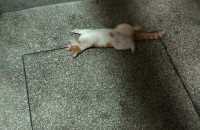 부산 - 아기고양이를 도와주세요!