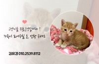 새끼고양이 무료분양합니다_밀양