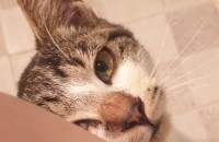 고등어태비(남)와 젖소무늬(여) 어린고양이 두마리 입양해주세요~