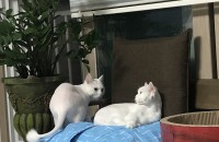 터키쉬 앙고라 입니다