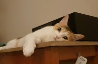 고양이 키우실 분 있으실까요? (진주지역)