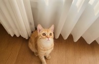 8개월된 고양이 무료 분양합니다