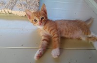 귀여운 한국고양이 분양합니다.