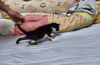 코리아 숏헤어 턱시도 고양이 무료분양