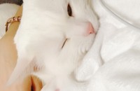 터키쉬앙고라 고양이 분양합니다