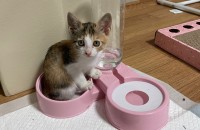 2개월령 고양이 분양합니다~~