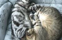 코숏, 아메숏 같이 분양 합니다