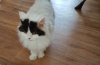 임보중이나 주인이 데려갈 의사가 없어 분양합니다..