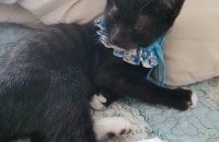 전주/수컷3개월/코숏분양