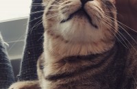 저와 오랫동안 함께한 얘기를 데려가주실분을 구합니다.