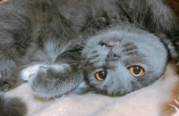 아비시니안/아메리칸컬/브리티쉬숏헤어/코숏 분양합니다