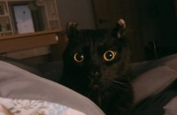 아메리칸컬 블랙 무료분양합니다