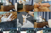 약 5~6 개월 된 길냥이 분양합니다