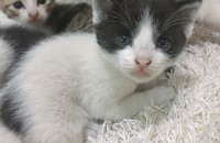 아기 고양이 분양해요~~