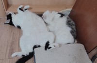 애교쟁이 고양이 3마리 입양보냅니다.