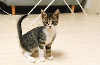 귀염뽀짝고양이무료분양합니다~~!!!!