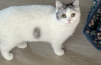 브리티쉬 여아