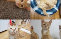 똥꼬발랄,순딩순딩한  캣초딩 5남매 분양보냅니다~