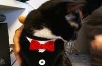 정말 착한 턱시도고양이 분양합니다