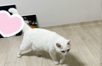 브리티쉬숏헤어 3살 고양이 분양합니다