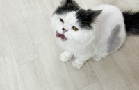 스트레이트폴드 고양이 분양합니다