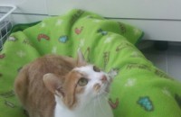 여아 1년3개월 중성화 예방접종 완료