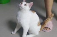 무료/코숏/수컷/6개월/중성화/예방접종완료