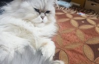 페르시안친칠라 숫컷 가족을찾아요~