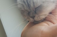 페르시안 여아 1년 추정 입양처 구합니다