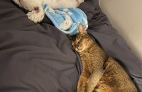 아비시니안 건강한 남아 무료분양 합니다.