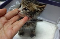 애기 개냥이 무료분양보내요