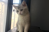 고양이 분양해요