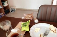 치즈태비 입니다