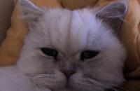 페르시안친칠라 남아 중성화완료 10세 분양