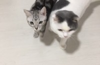 경남 양산, 스코티시폴드(남아),아메숏(남아) 분양합니다.