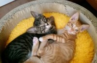 고등어 비누랑 노랑태비 살구입니다