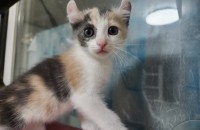 가정묘 입양보내요