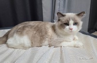 고양이분양해요