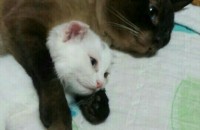 스코티쉬폴드 무료분양