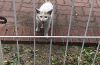 (경북) 성묘 정도 된 흰냥이(남아) 분양합니다