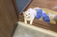 터키쉬앙고라+페르시안