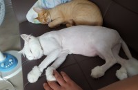 두마리 같이 분양 하실 분~