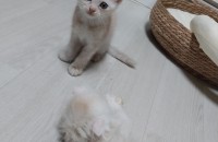 가정묘 페르시안폴드 남아2마리 분양합니당