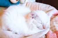 3개월 된 렉돌 고양이입니다.